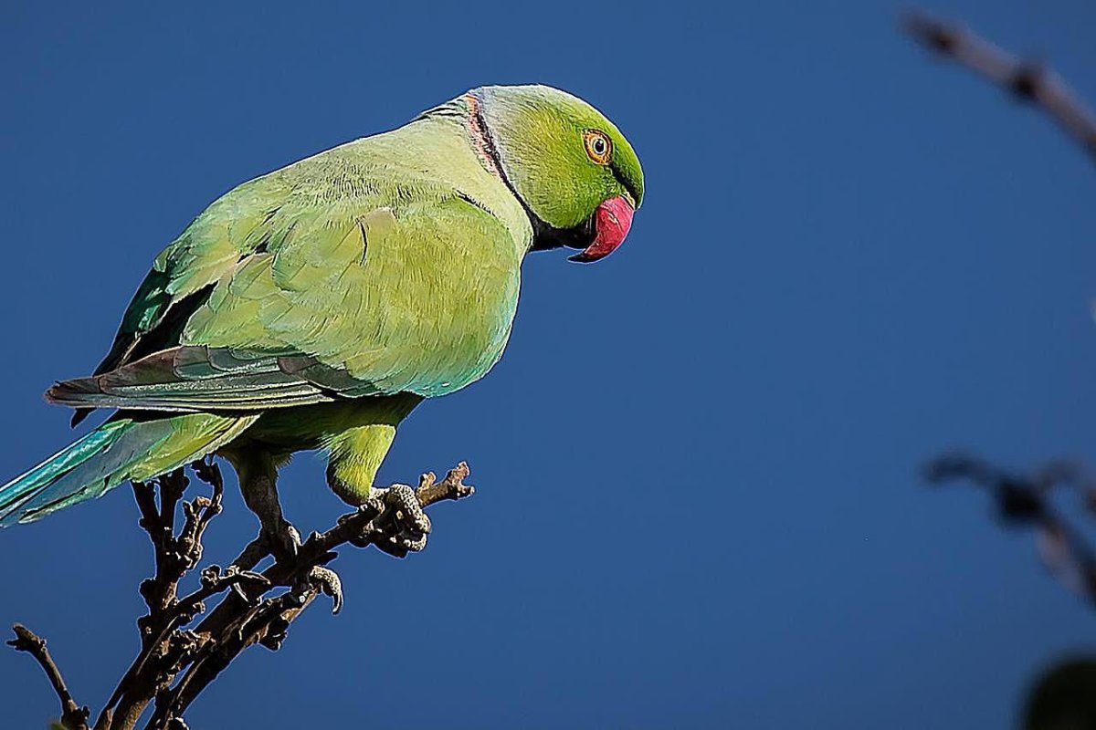 Индийский кольчатый попугай