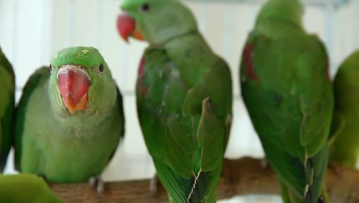 Александрийский попугай и ожереловый сравнение