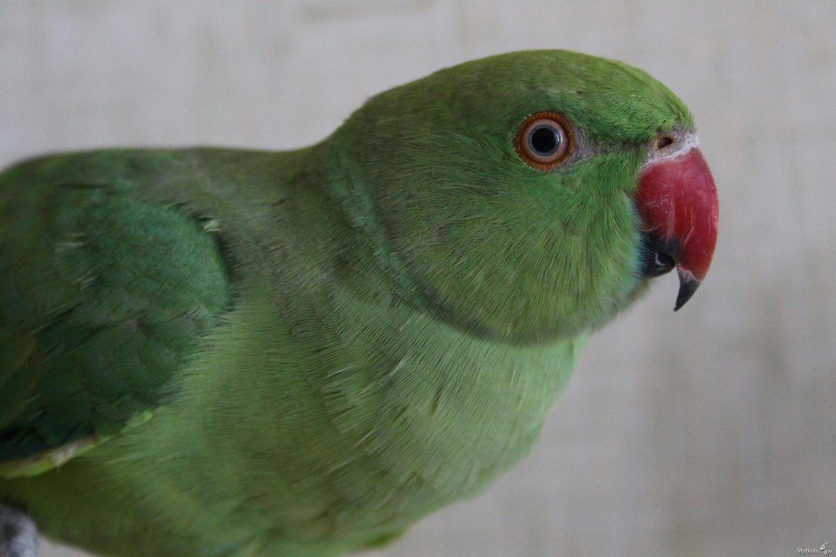 Ожереловый попугай самка