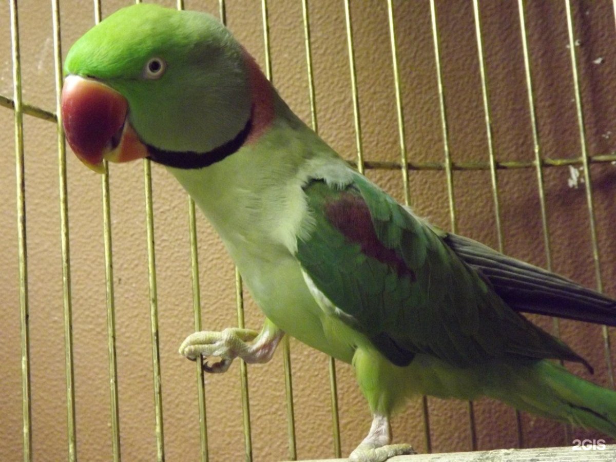 Александрийский попугай золотой