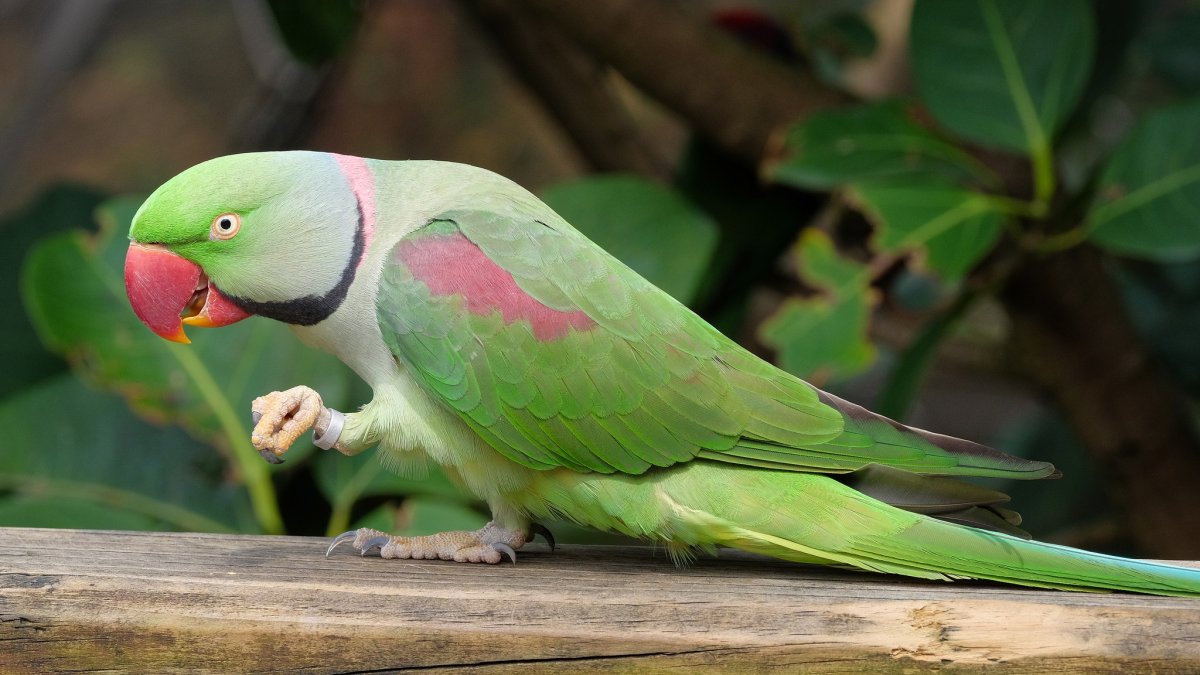 Попугай Грин ожереловый