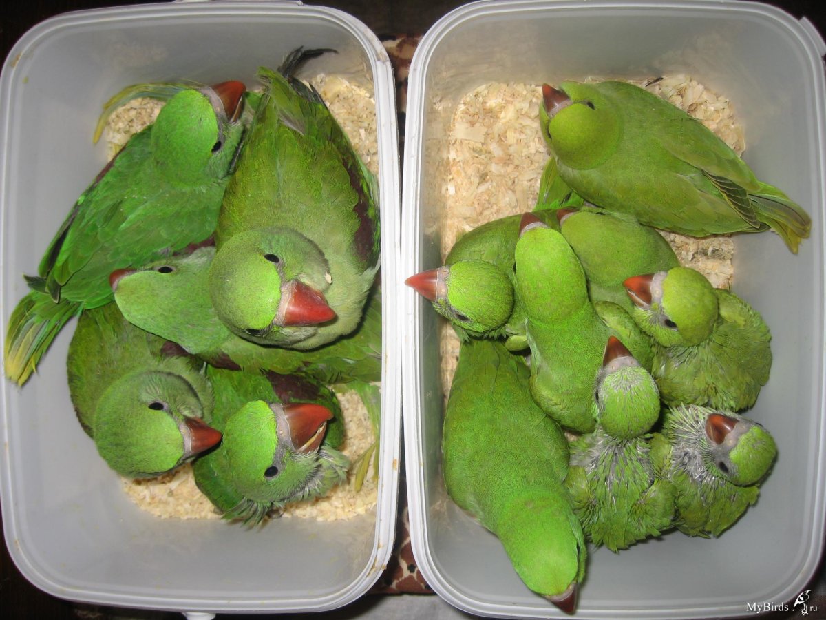 Яйца ожерелового попугая