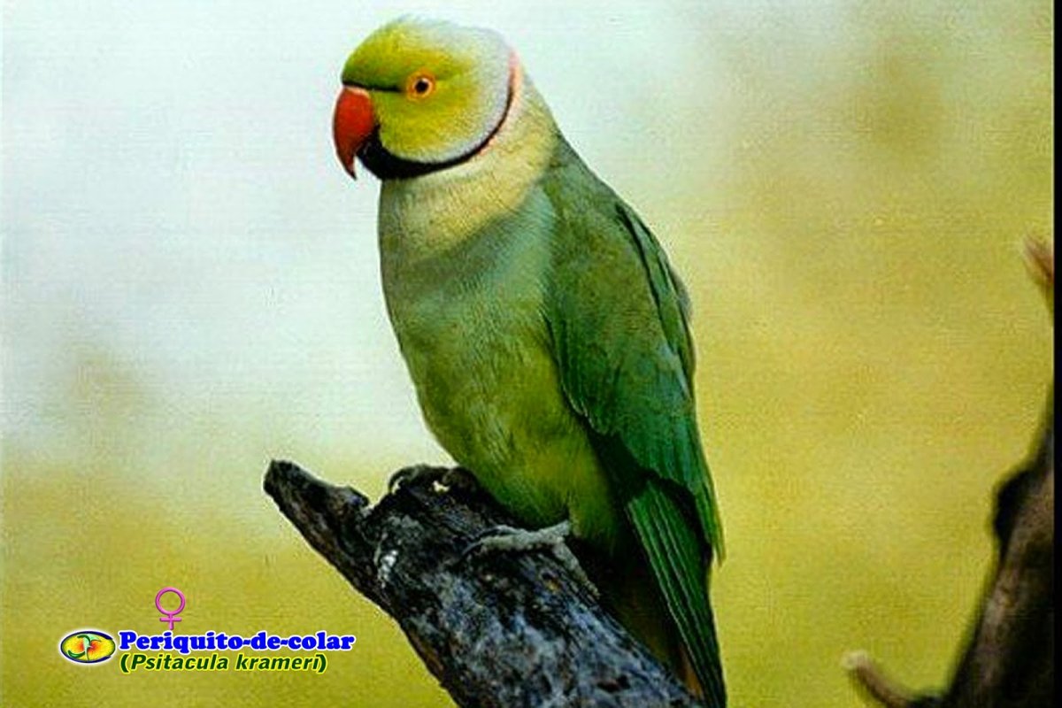 Ожереловый попугай и неразлучник