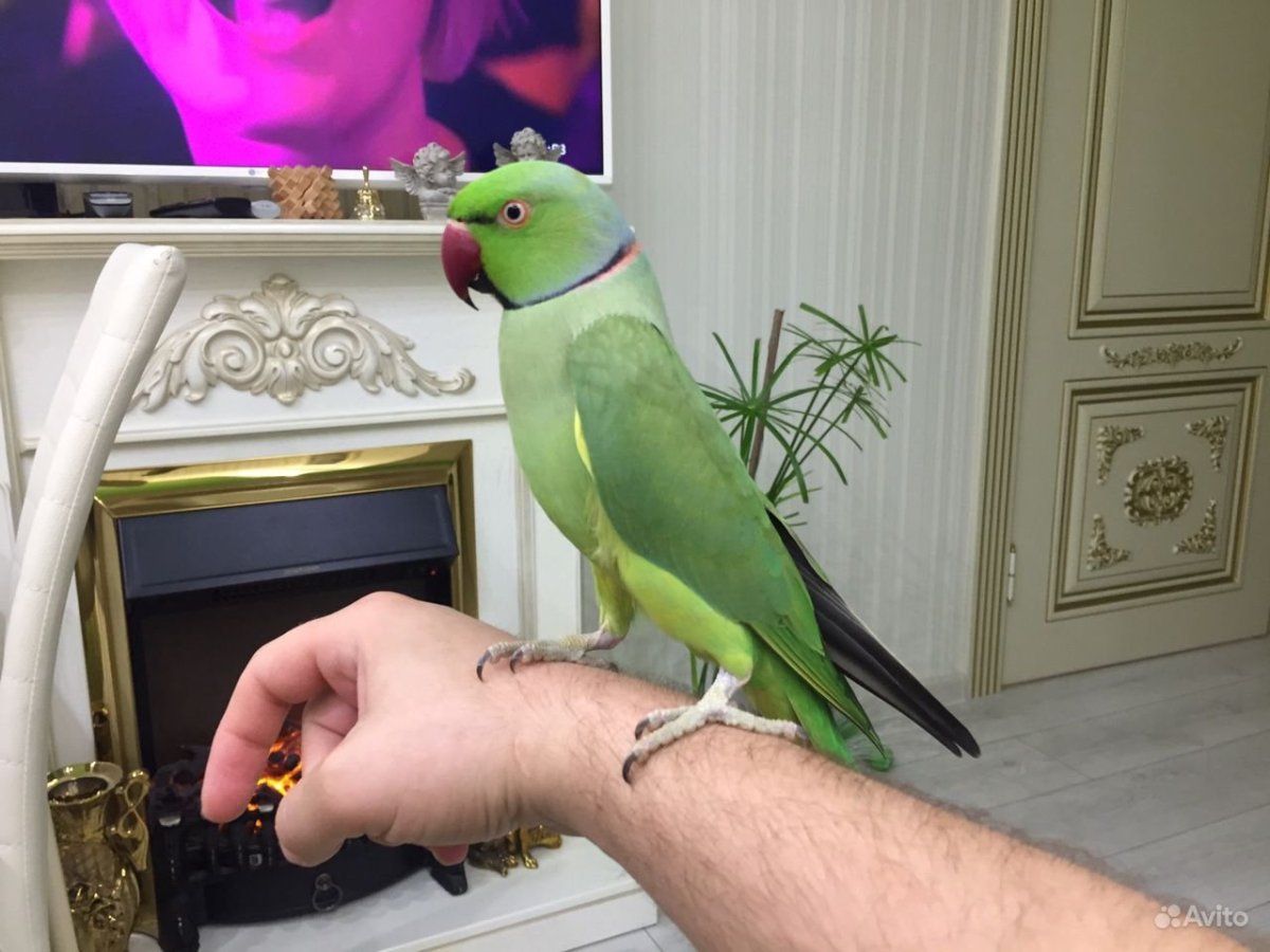 Александрийский ожереловый попугай