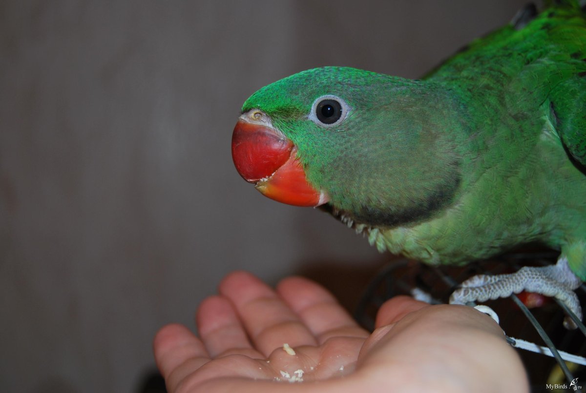 Клюв ожерелового попугая