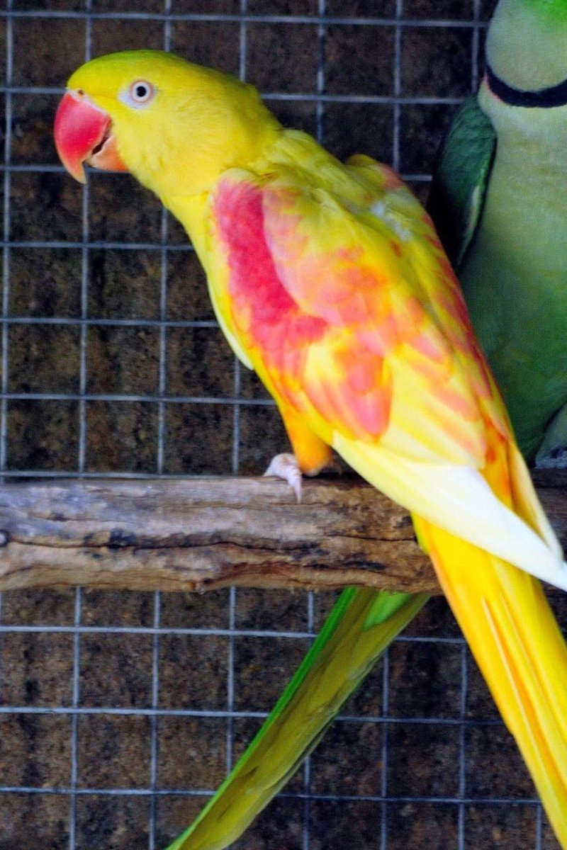 Ожереловый попугай желтый