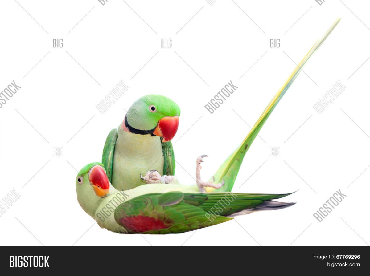 Александрийский попугай на белом фоне