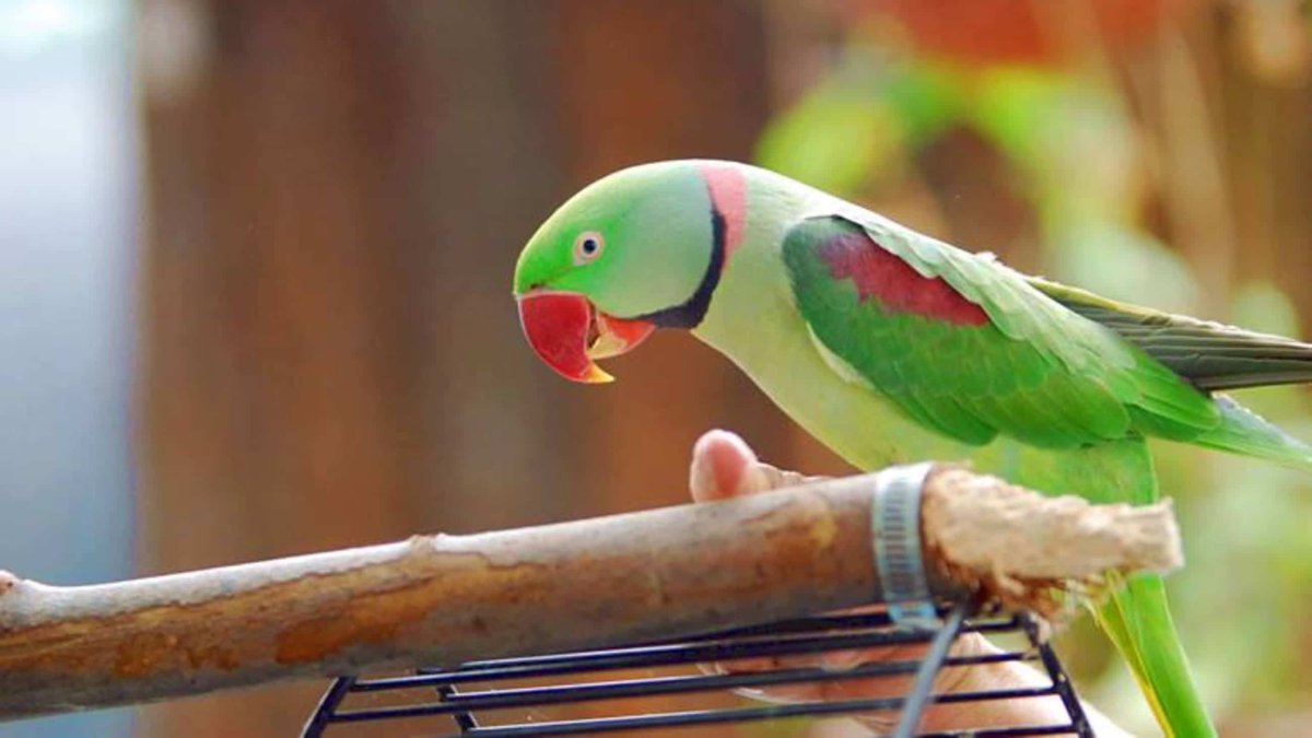 Ребенок с попугаем