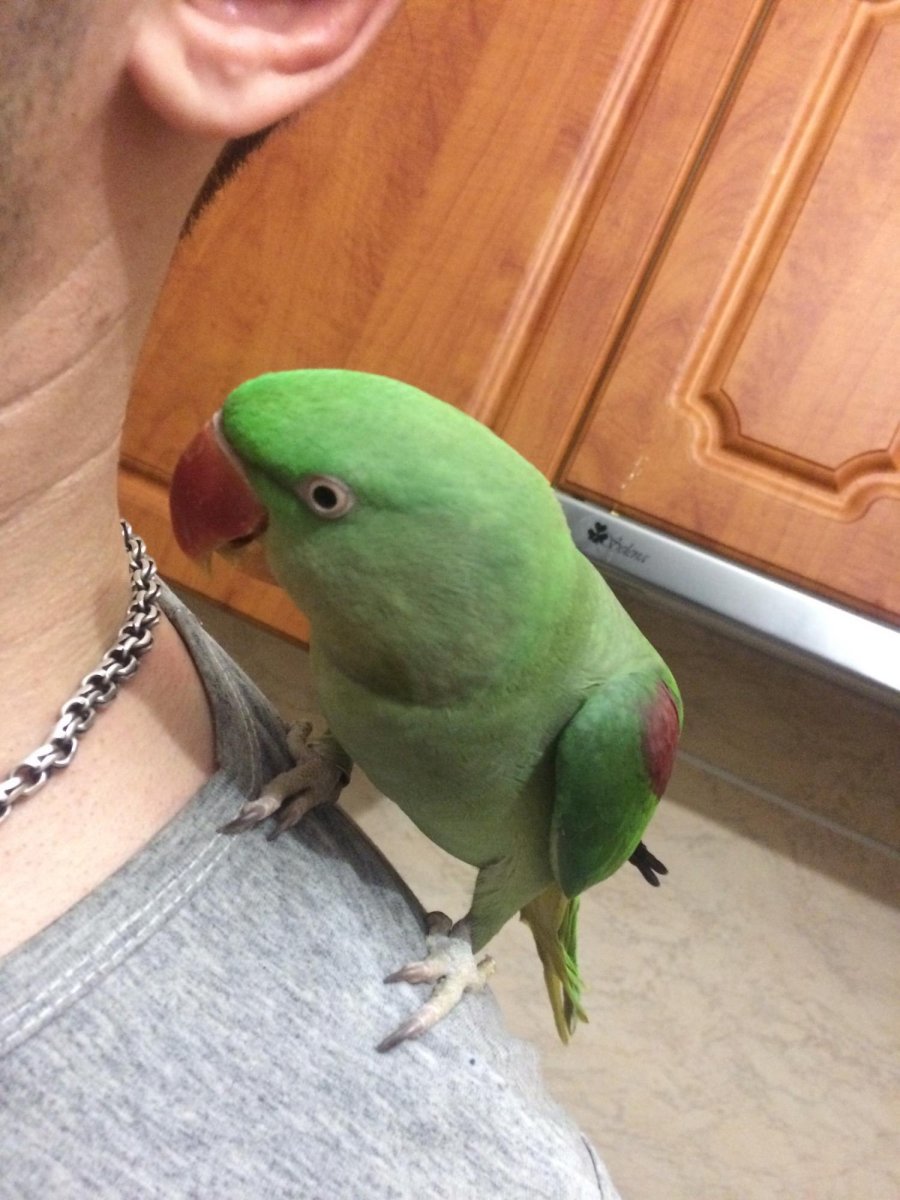 Александрийский попугай