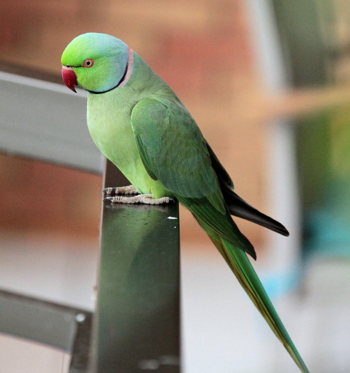 Александрийский ожереловый попугай