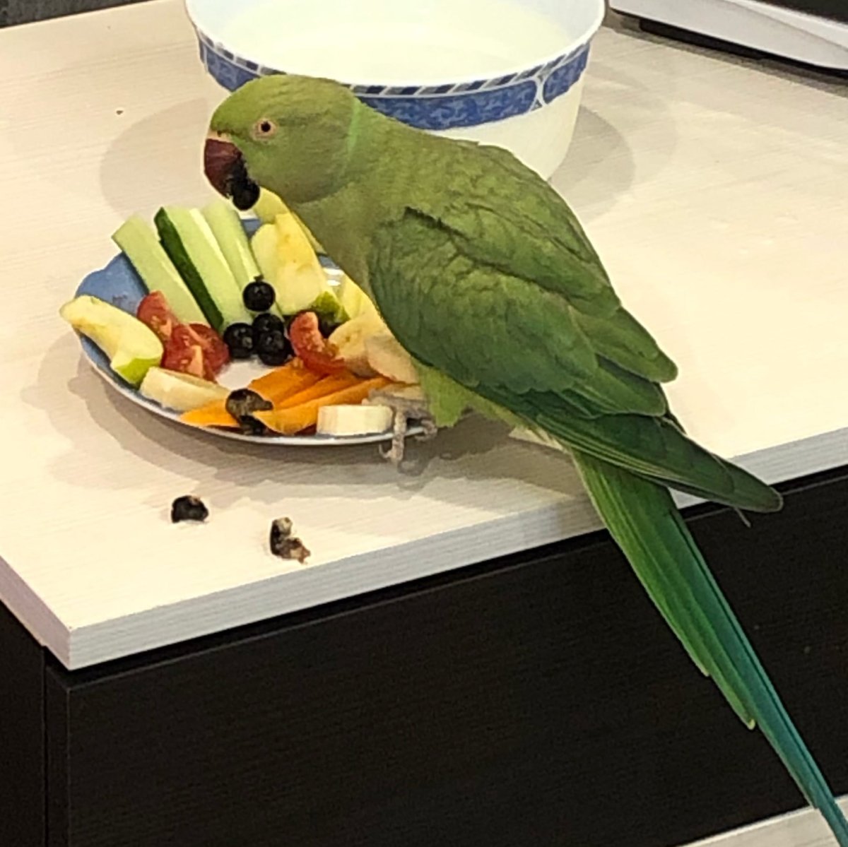 Ожереловый попугай купается