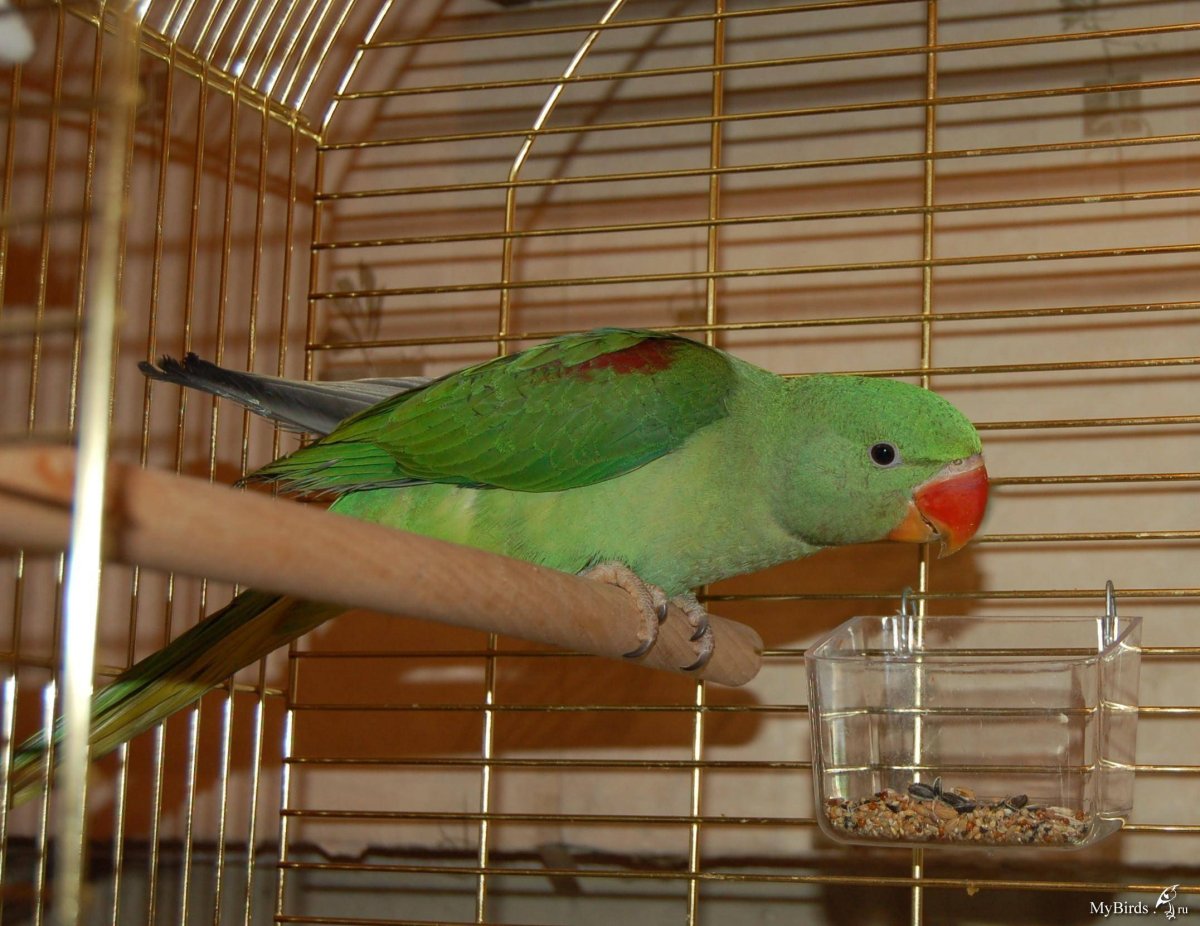 Большой Александрийский попугай