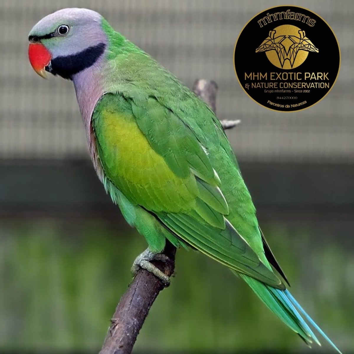 Попугай кольчатый ожереловый