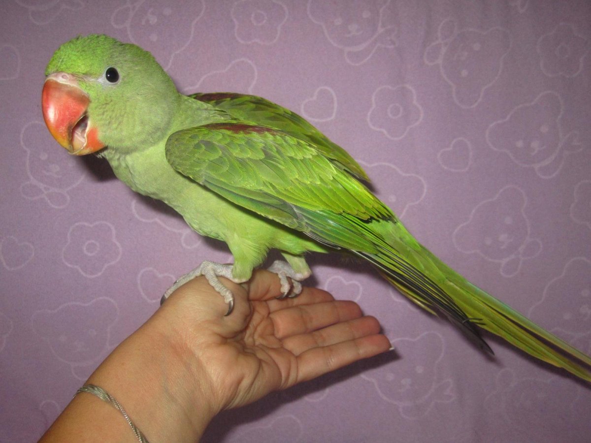 Александрийский попугай размер