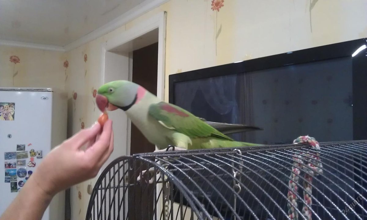 Крамера Александрийский попугаи