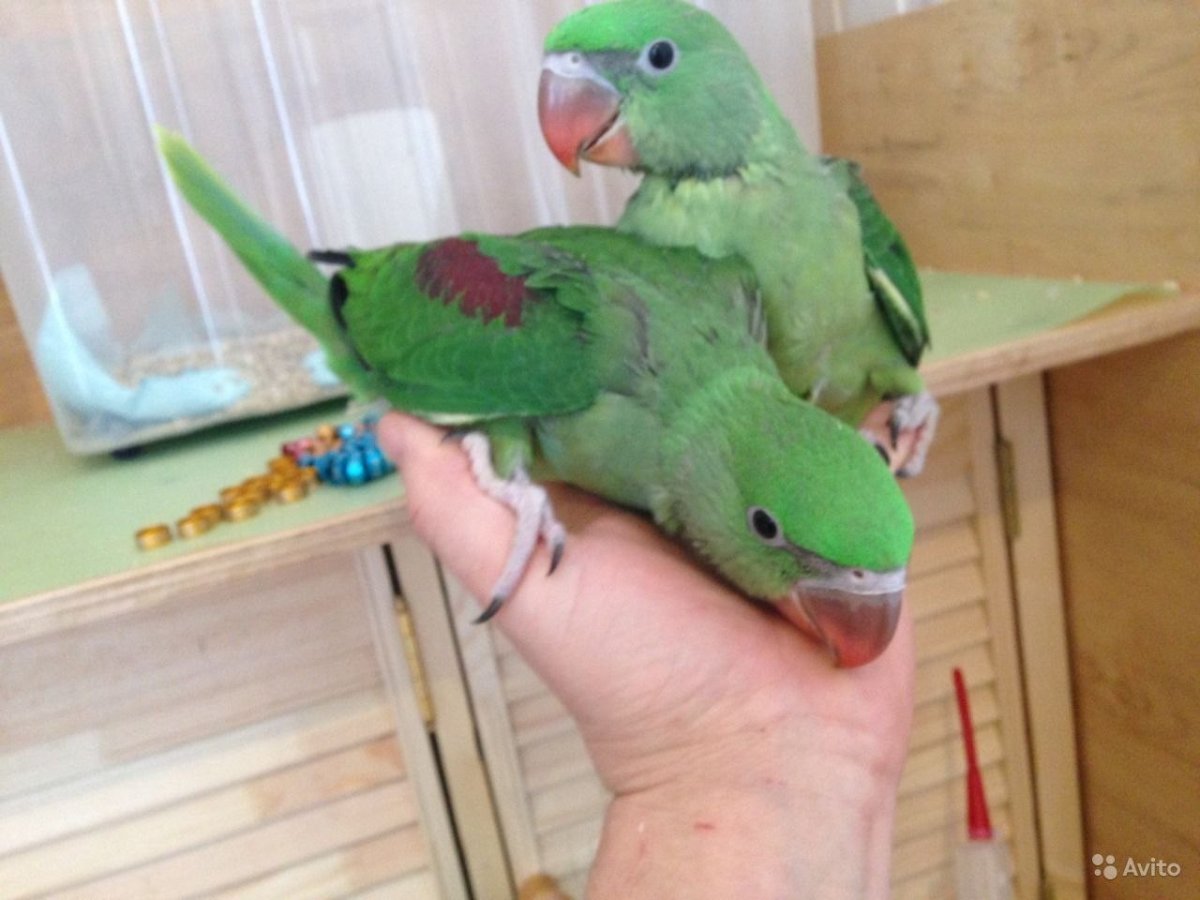 Александрийский попугай и ожереловый сравнение