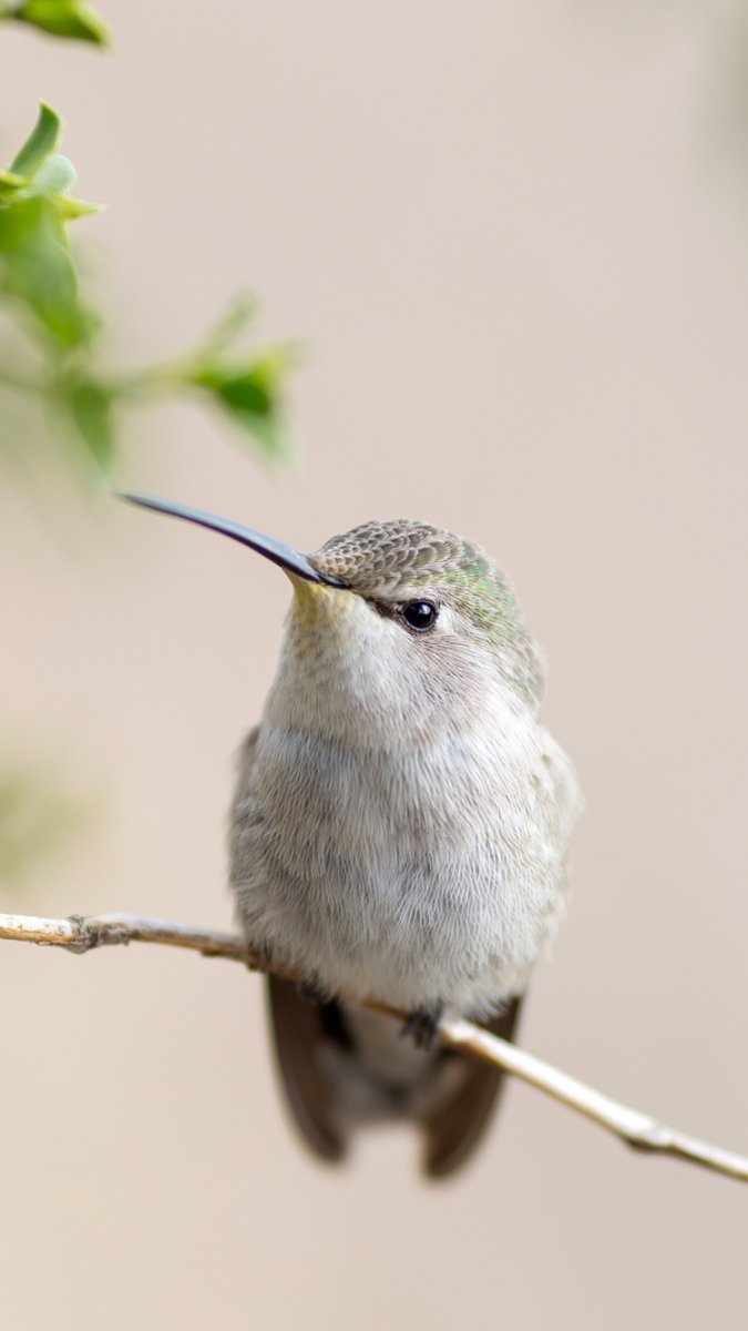 Колибри с изогнутым клювом