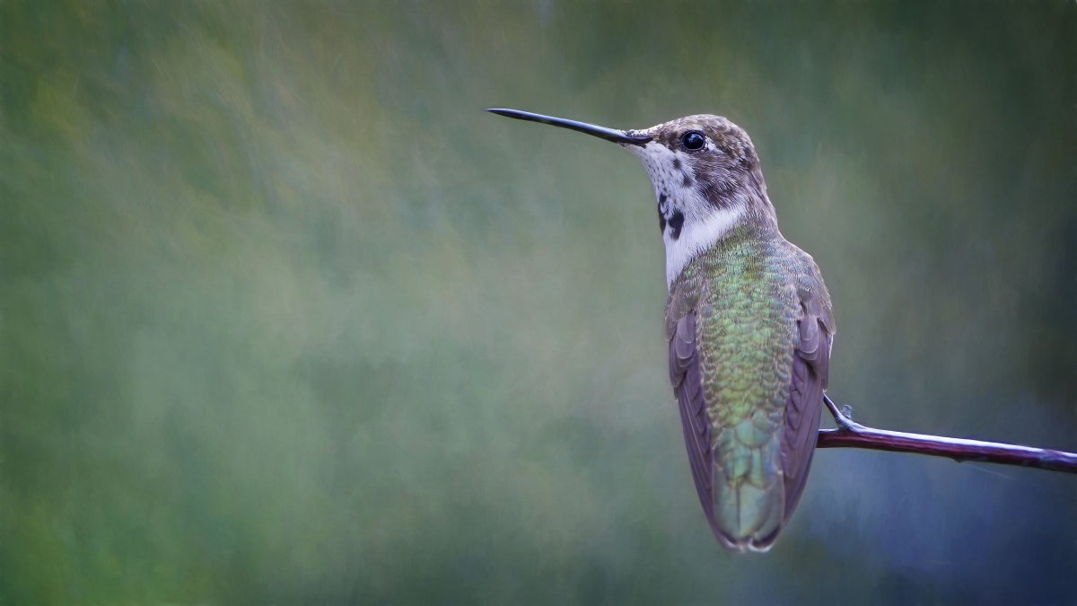 Колибри мечеклюв