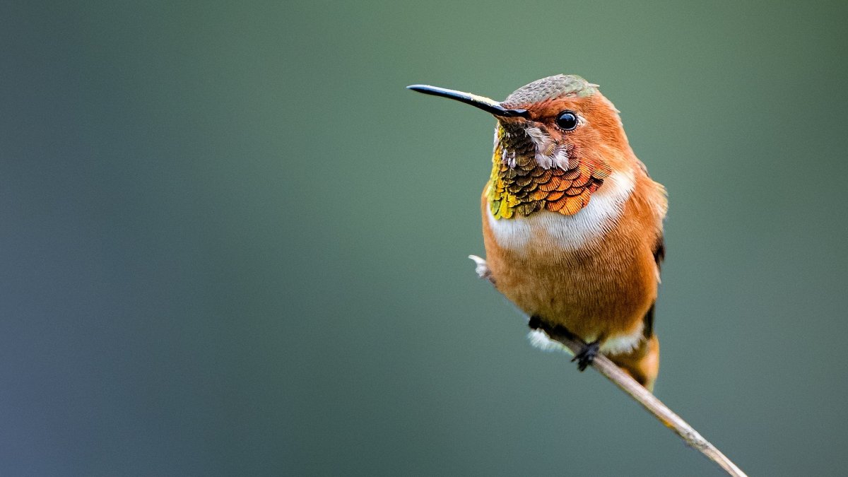 Колибри Аллена