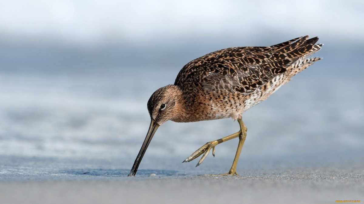 Вальдшнеп и кроншнеп