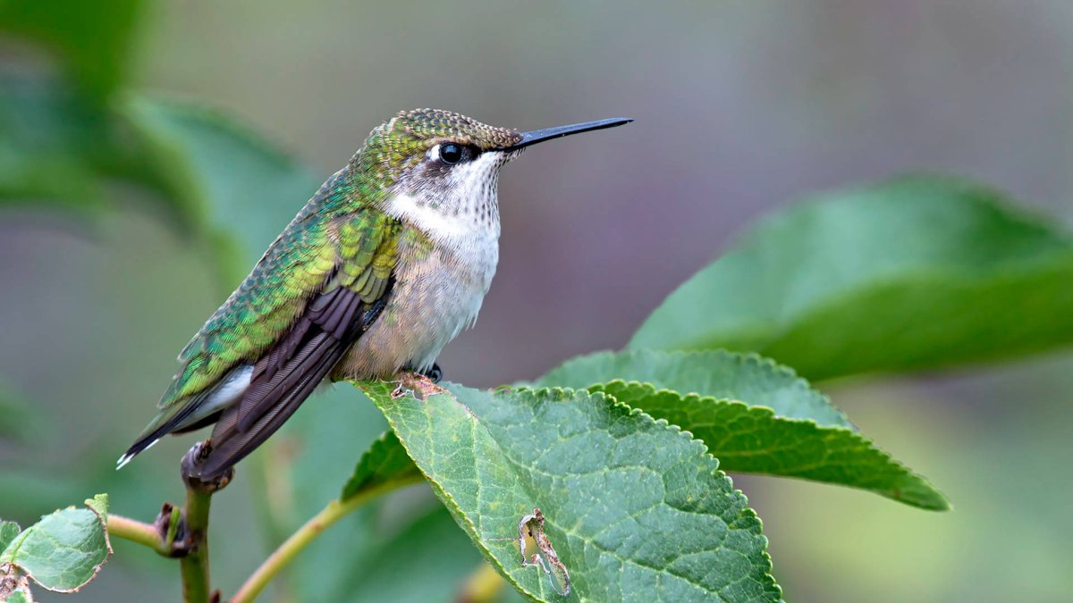 Маленькая птичка с длинным клювом