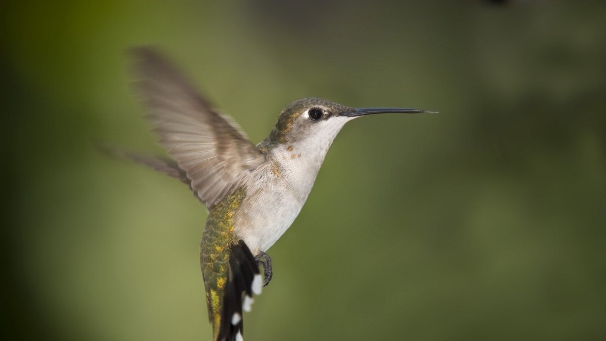 Радужные Колибри