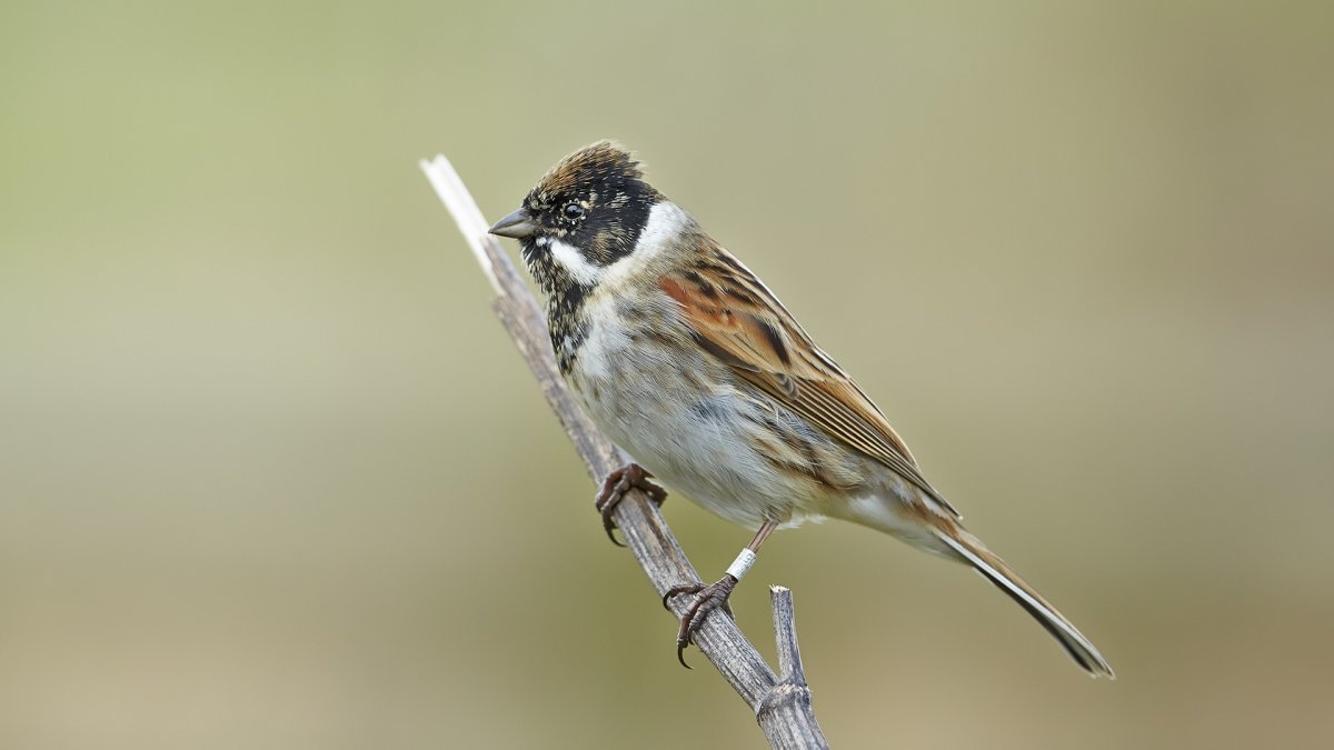 Красноголовая овсянка