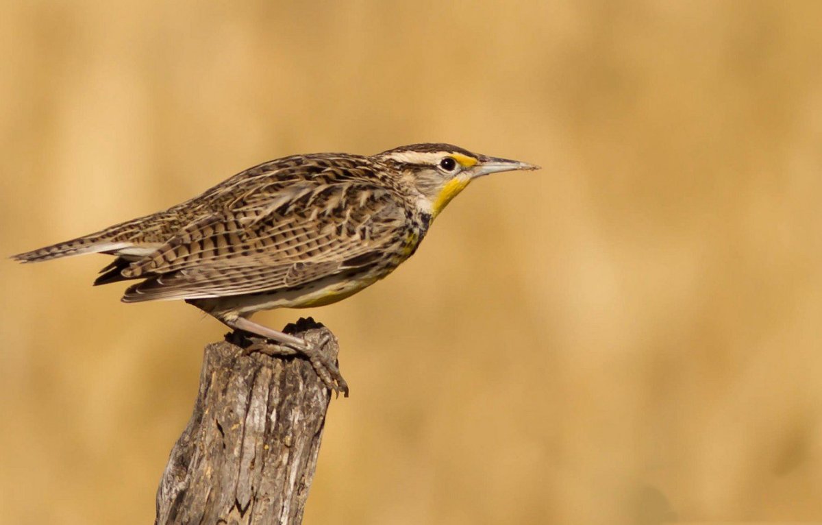Западный Луговой трупиал