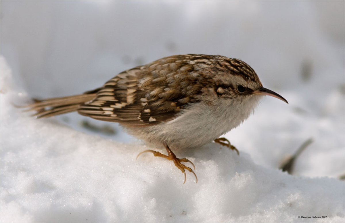 Обыкновенная пищуха