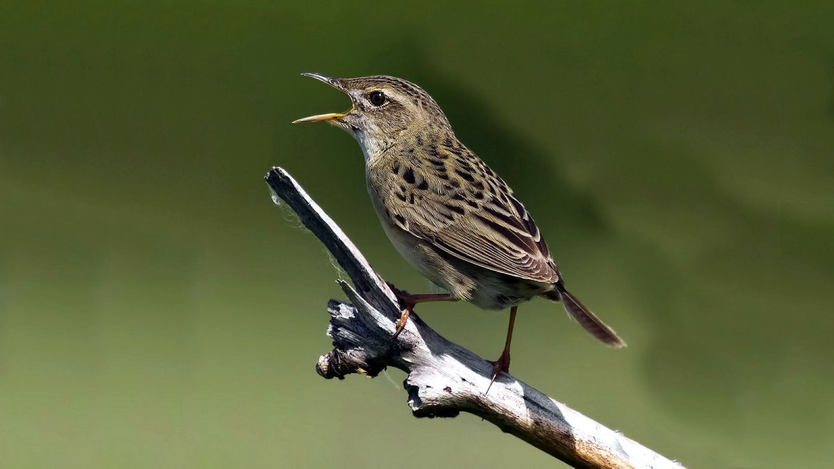Речной сверчок птица голос