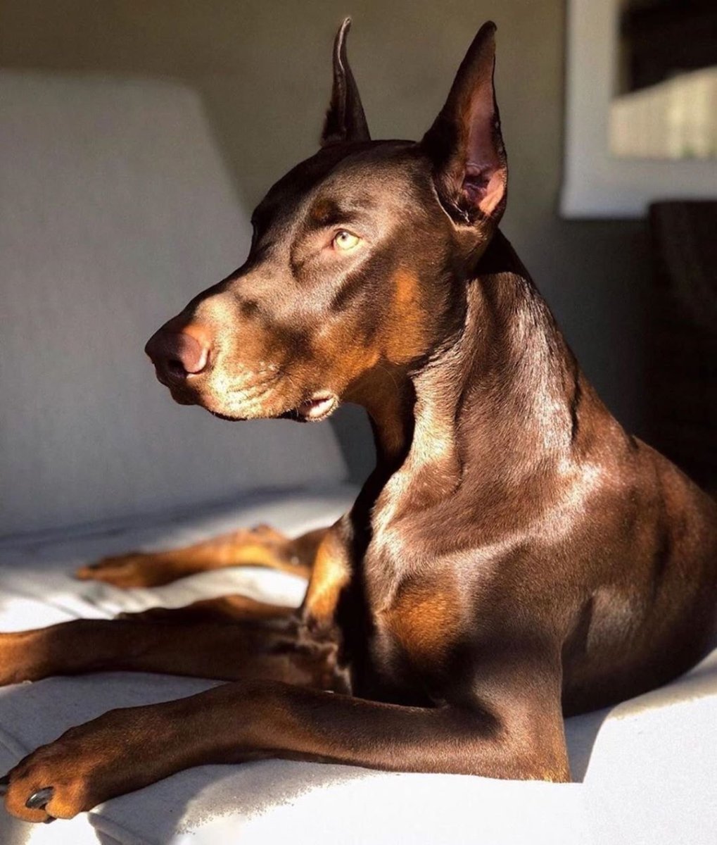 Королевский Доберман