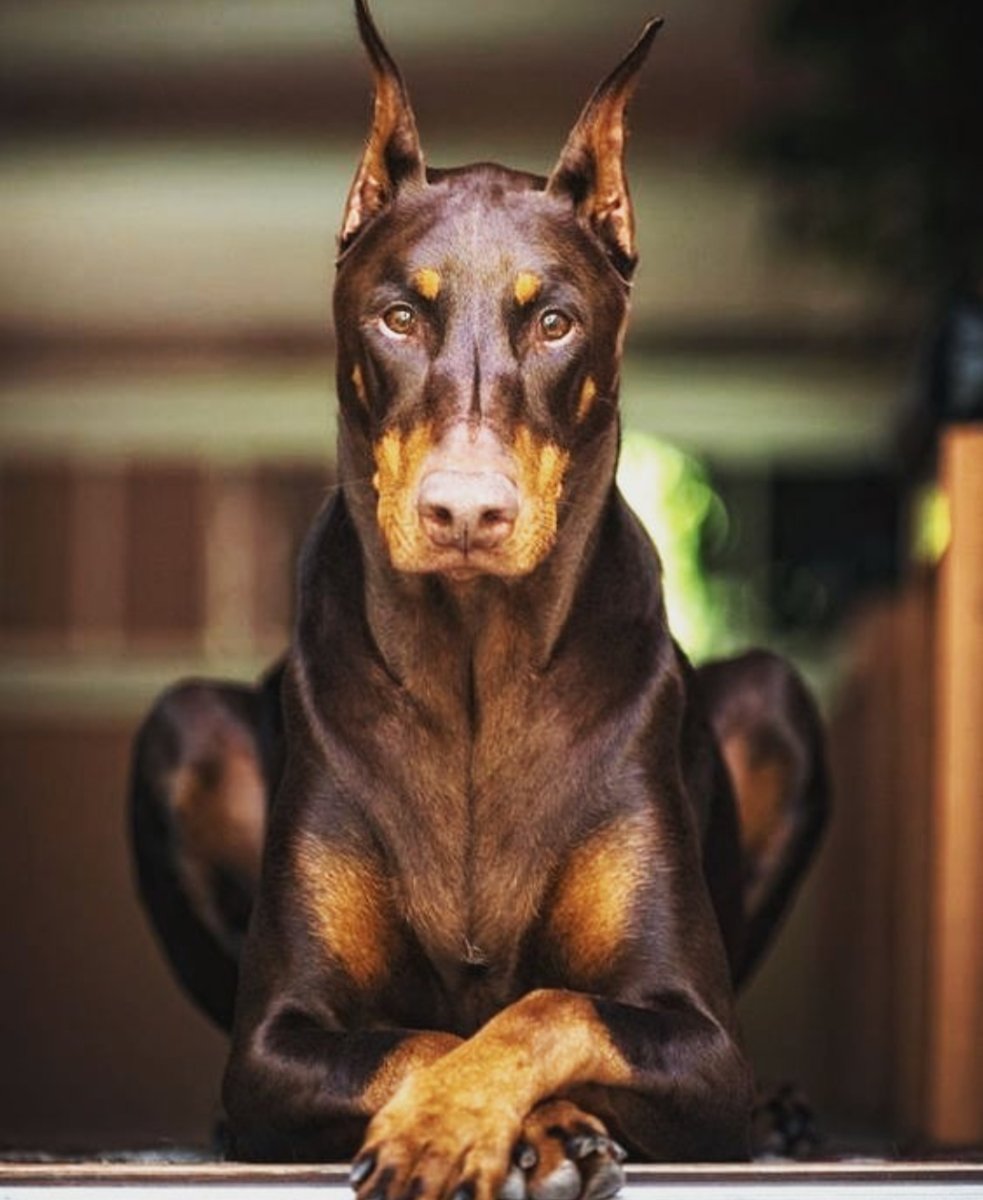 Доберман Владека Рошины