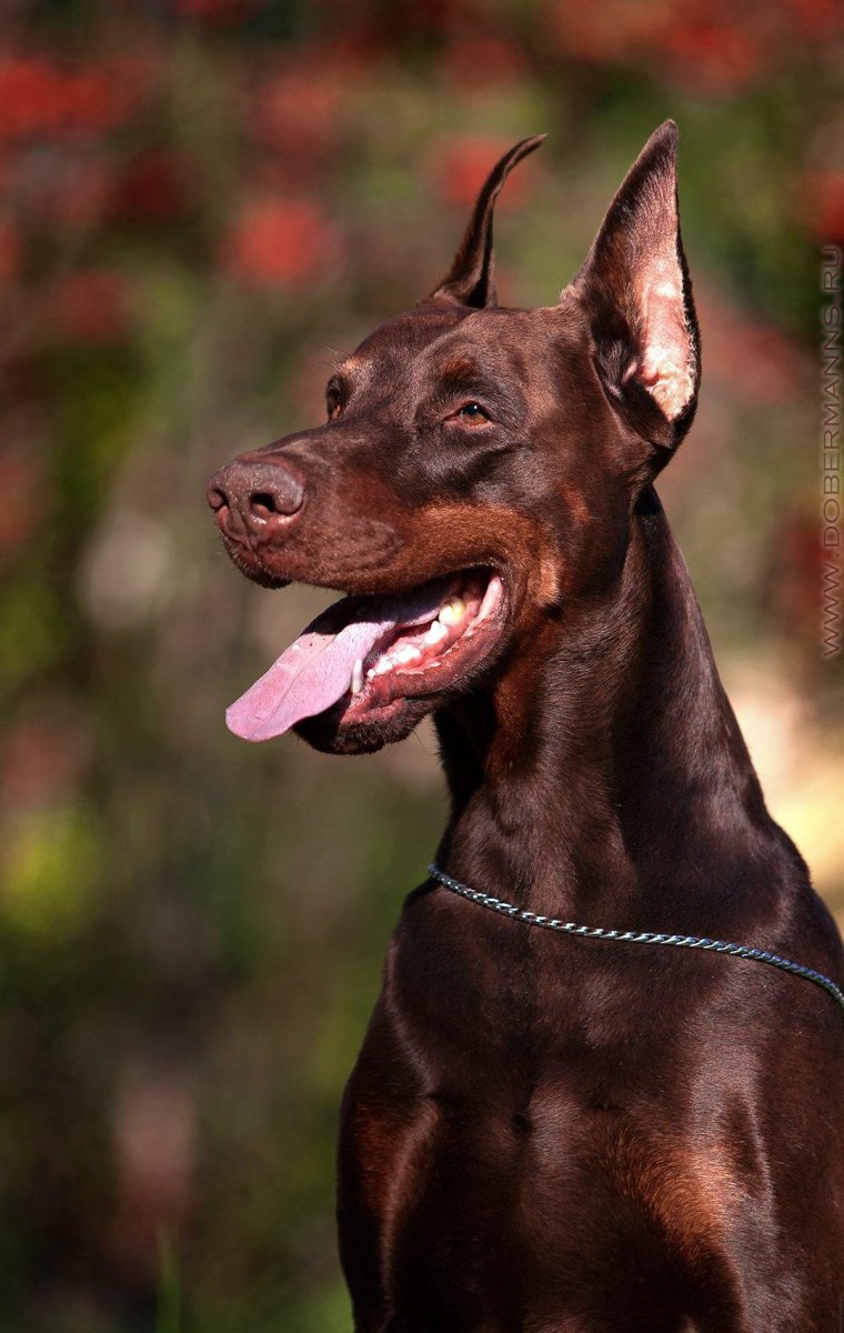 Собака Доберман