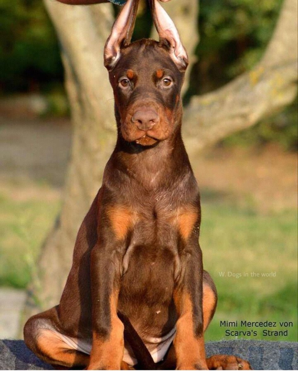 Доберман собака коричневая