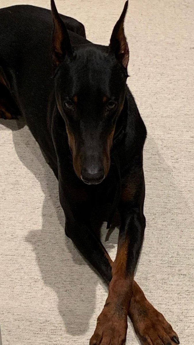 Шоколадный Доберман Эстетика