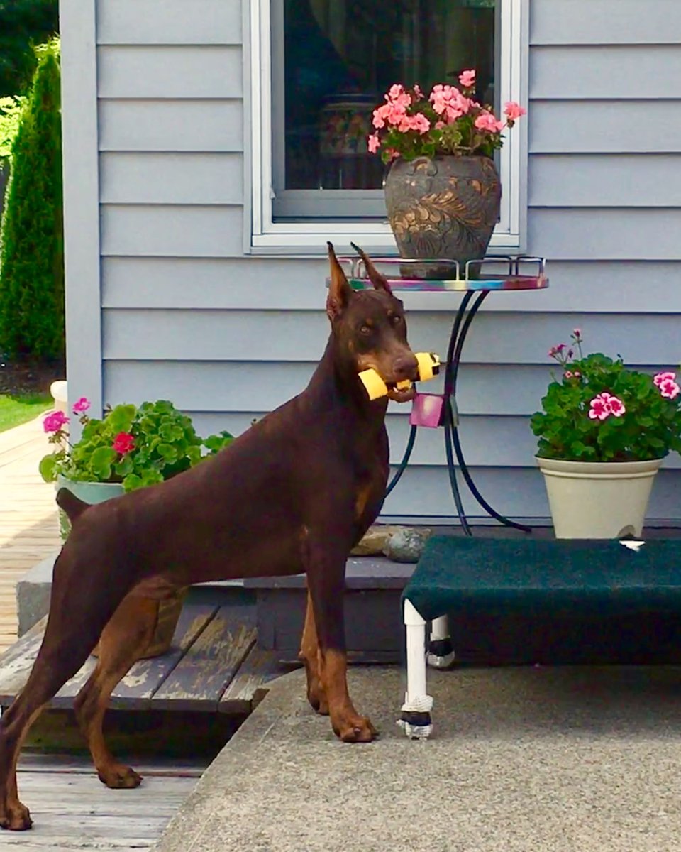 Доберман шоколадный