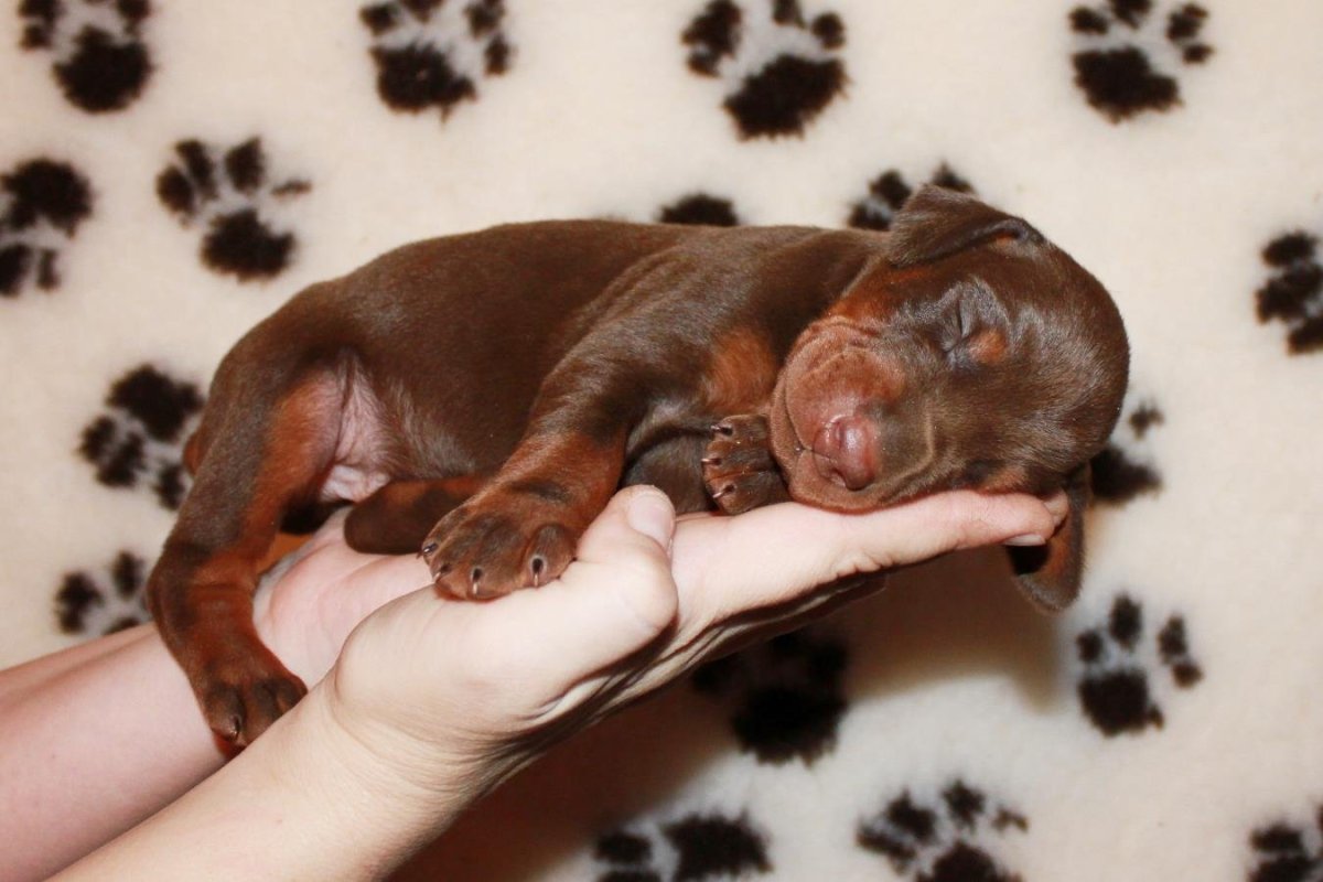 Доберман шоколадный щенок