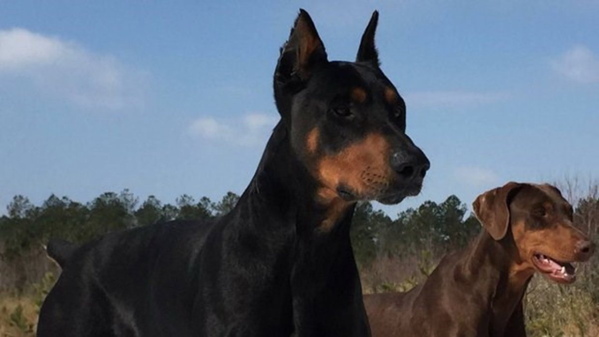 Картинки коричневого добермана