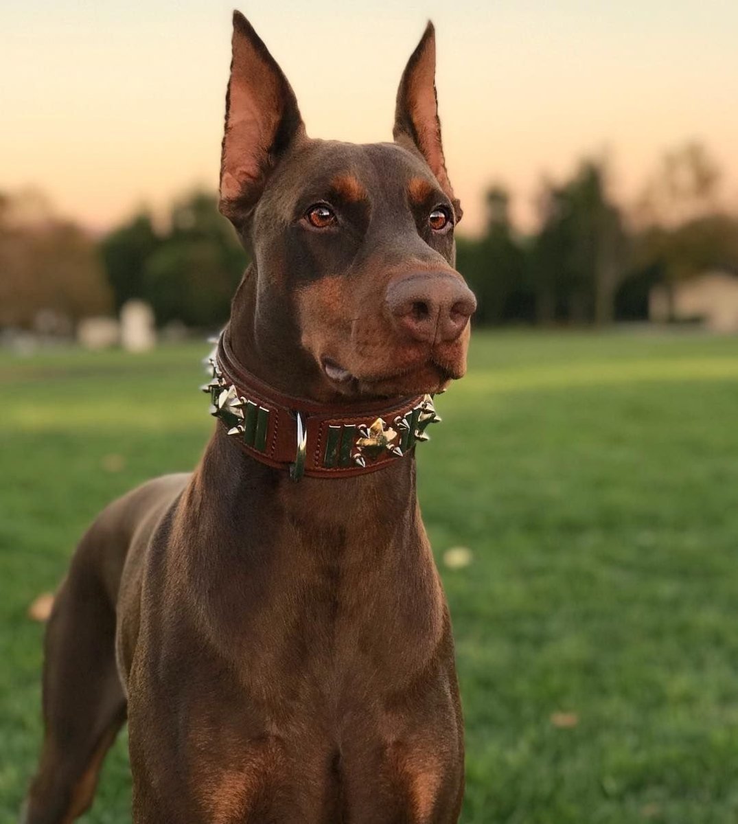 Королевский Доберман