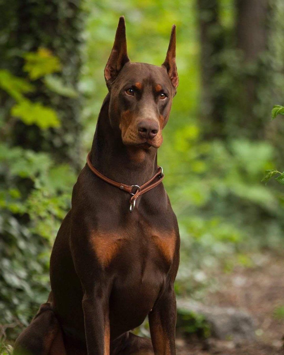 Доберман шоколадный щенок