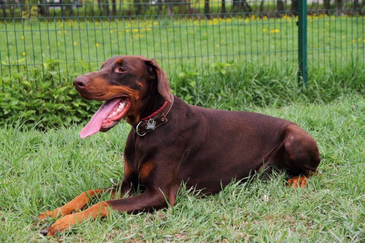 Доберман коричневый