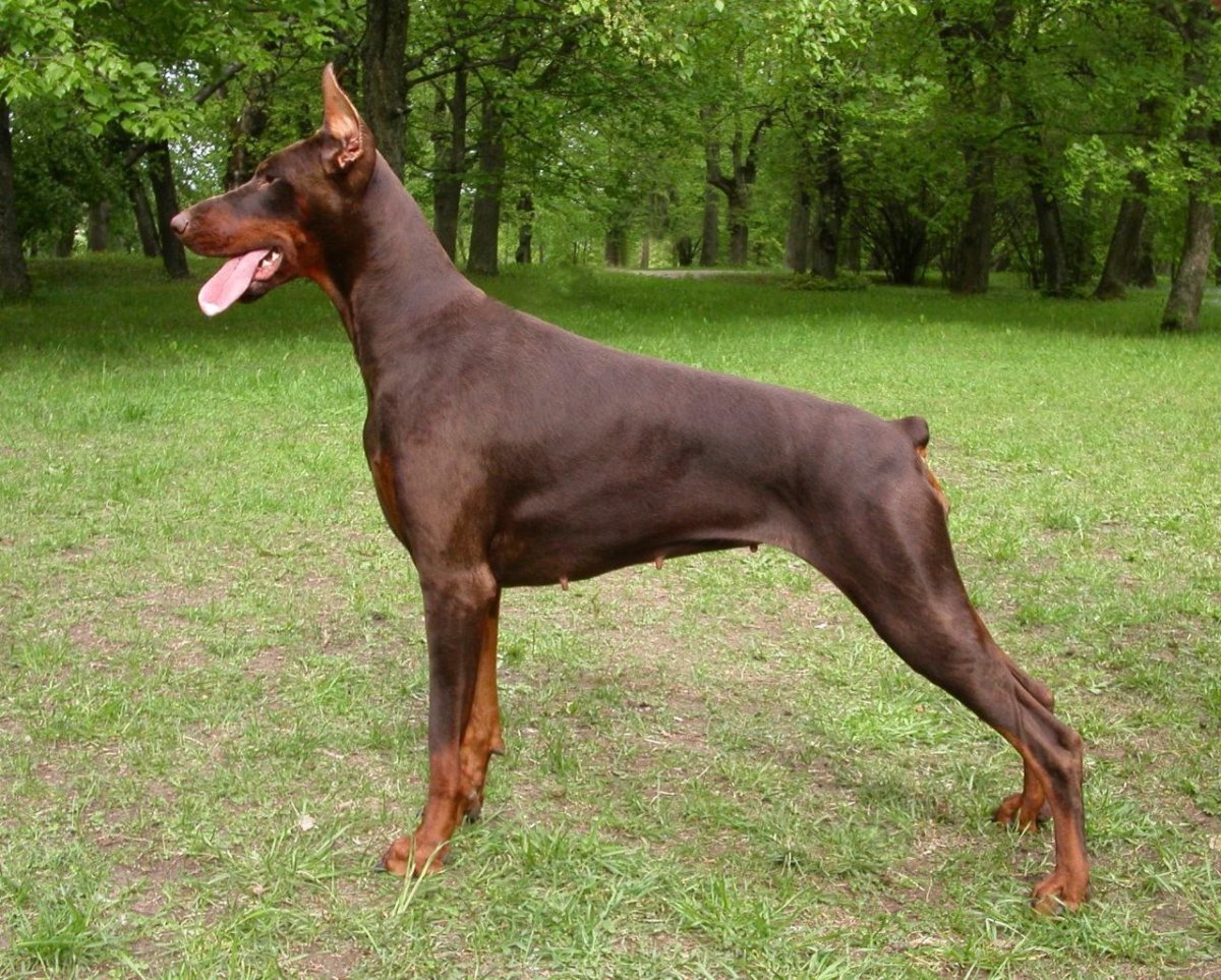 Доберман-пинчер шоколадный
