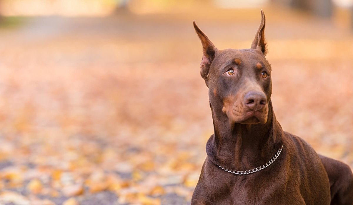 Доберман-пинчер шоколадный