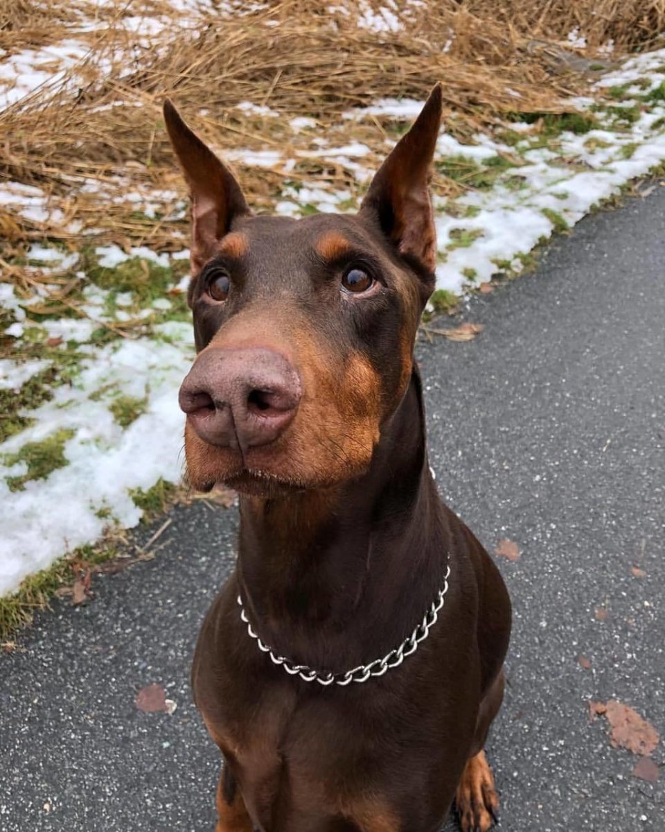 Доберман бойцовская