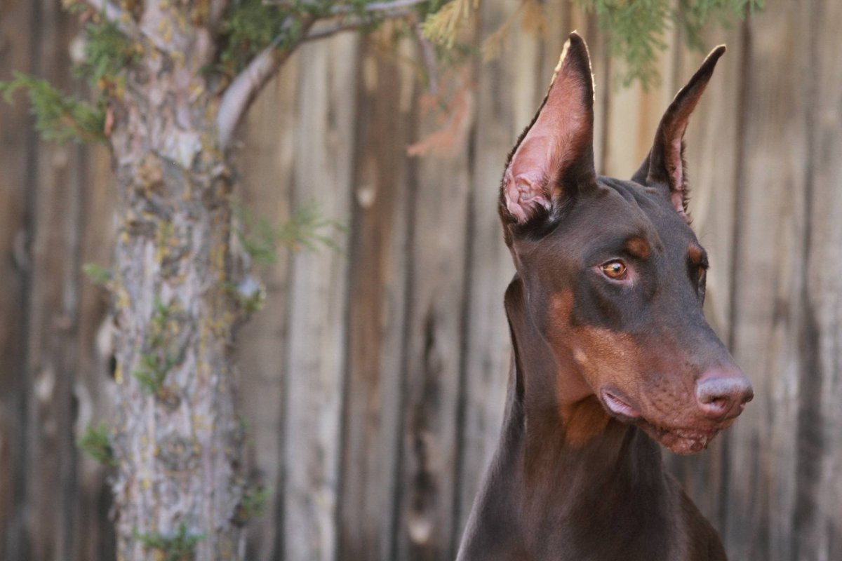 Коричнево подпалый Доберман