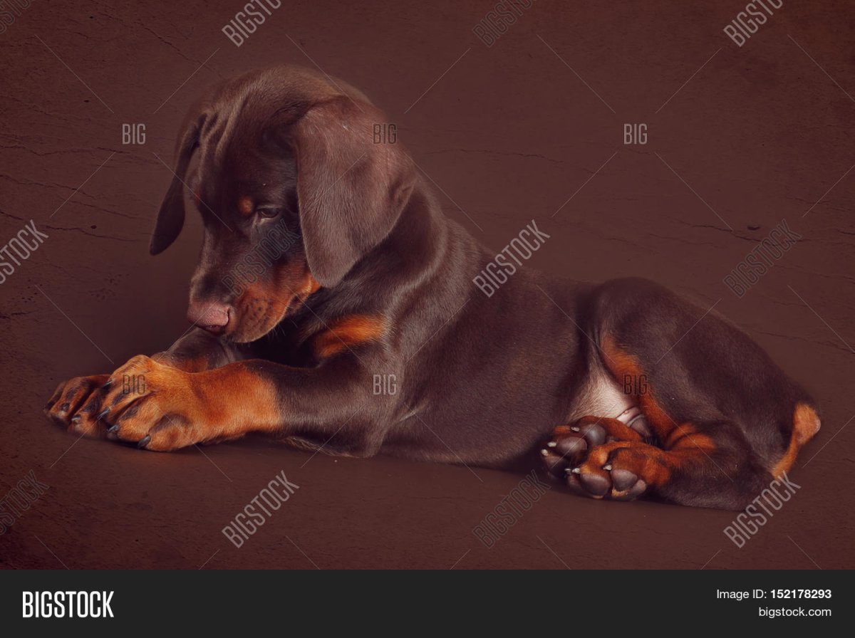 Доберман щенки уши