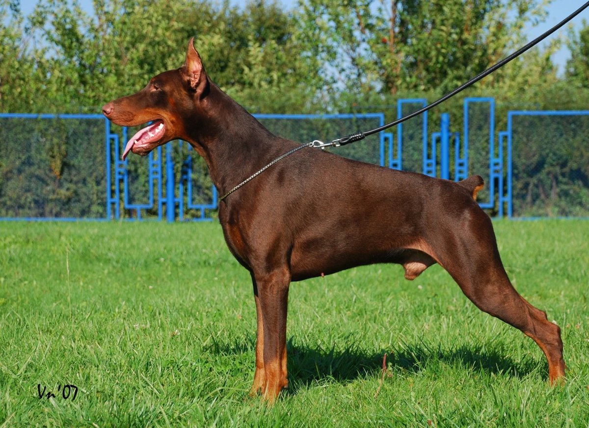 Коричнево подпалый Доберман