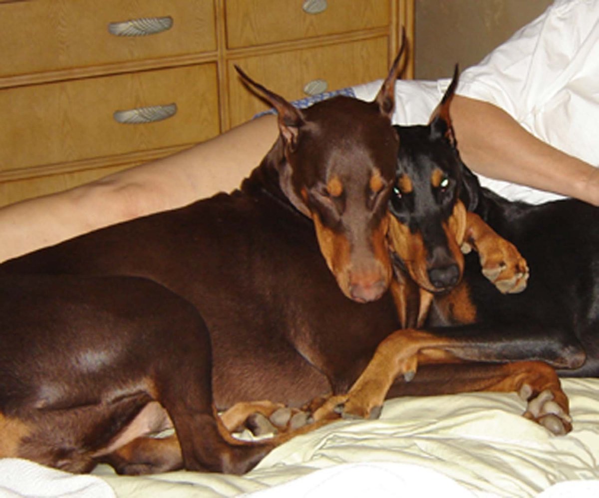 Доберман шоколадный и черный