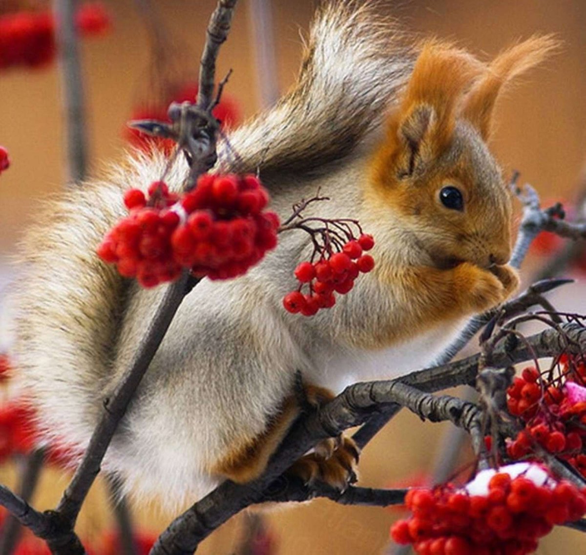 Ноябрь животные