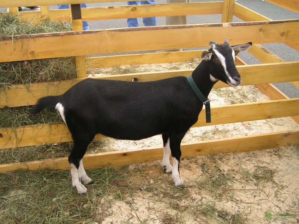 Альпийские козы Сан гоу